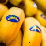 Defensa de que los productores de Plátano de Canarias se merecen la misma protección en la Ley de la Cadena para tener precios justos Defensa de que los productores de Plátano de Canarias se merecen la misma protección en la Ley de la Cadena para tener precios justos