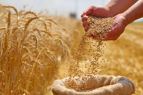 En el primer semestre, las exportaciones del agro generaron casi U$S 4.000 millones más que en 2023