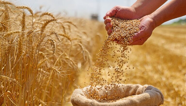 En el primer semestre, las exportaciones del agro generaron casi U$S 4.000 millones más que en 2023