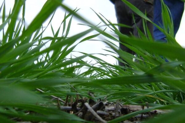 Julio fue “implacable” con el frío, pero el trigo le hace frente: “El 60% está muy bueno y el 40% bueno”