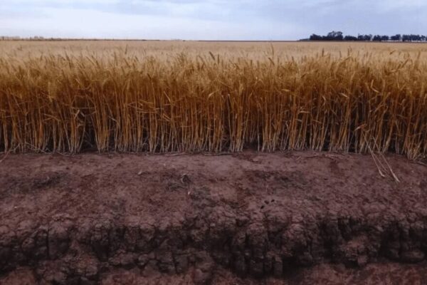 A no confiarse con el trigo: el contenido de agua útil es el adecuado, pero el rinde aún no está asegurado A no confiarse con el trigo: el contenido de agua útil es el adecuado, pero el rinde aún no está asegurado
