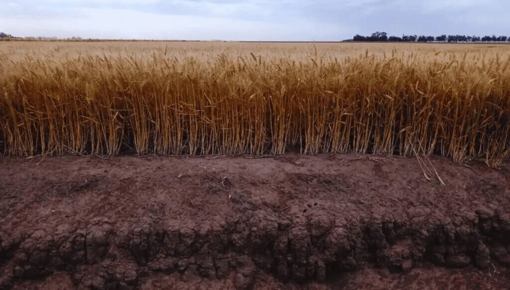 A no confiarse con el trigo: el contenido de agua útil es el adecuado, pero el rinde aún no está asegurado