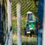 Denuncian unas pérdidas que podrían alcanzar los 1.500 millones de euros para los viticultores si no se cumple la Ley de la Cadena Alimentaria Denuncian unas pérdidas que podrían alcanzar los 1.500 millones de euros para los viticultores si no se cumple la Ley de la Cadena Alimentaria