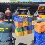 La Guardia Civil investiga a 21 personas por robos en explotaciones de cítricos donde sustrajeron toneladas de naranjas y dos tractores