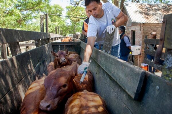 Los Juegos Olímpicos de la agroindustria: en el empleo, la ganadería se lleva la medalla de oro Los Juegos Olímpicos de la agroindustria: en el empleo, la ganadería se lleva la medalla de oro