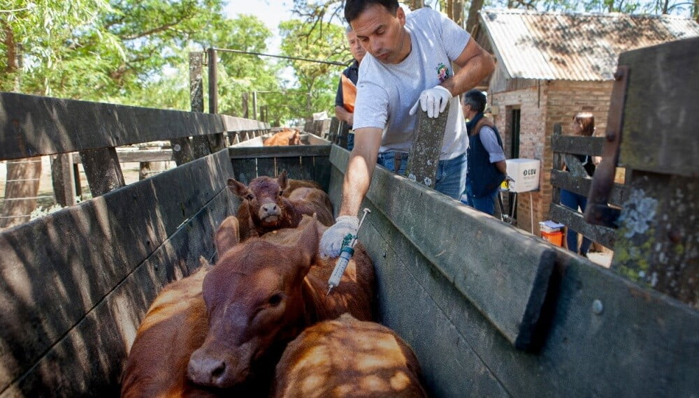 Los Juegos Olímpicos de la agroindustria: en el empleo, la ganadería se lleva la medalla de oro