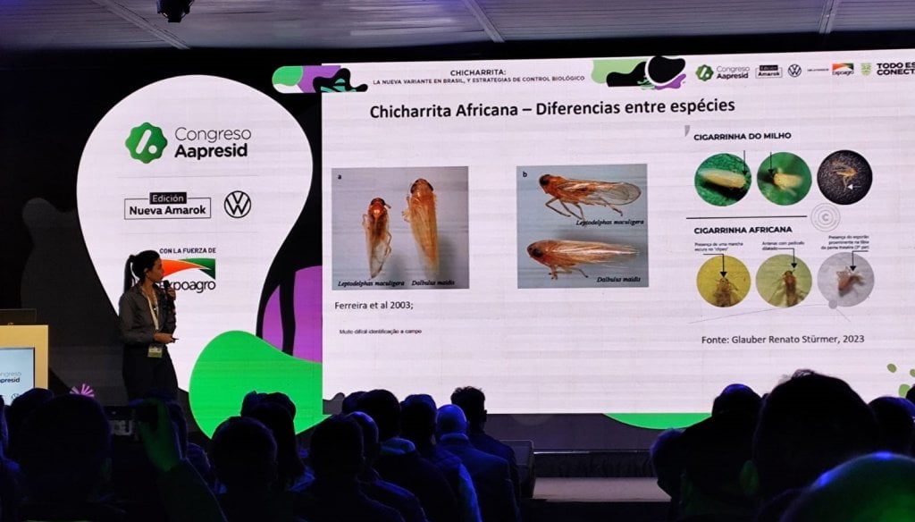 La chicharrita “africana”, una variante que apareció en Brasil y es una nueva señal de alerta para el maíz