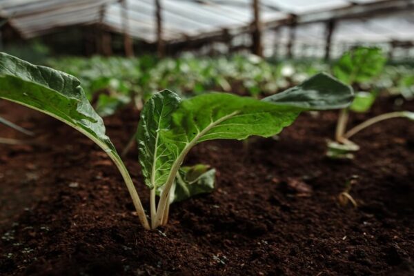 “La tendencia de producción sustentable y los bioinsumos hacen un match perfecto”