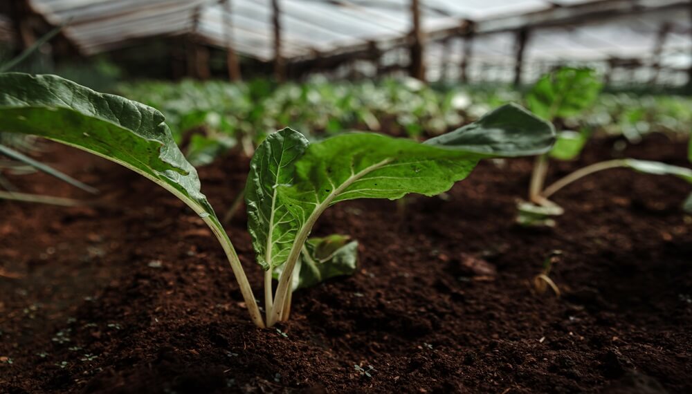 “La tendencia de producción sustentable y los bioinsumos hacen un match perfecto”
