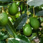 El valor de las exportaciones de aguacate andaluz aumenta un 9,8% hasta mayo y supera los 185 millones de euros