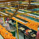 Green Fruits y Coalmar firman un acuerdo de colaboración para impulsar su crecimiento y tener un aforo de cítricos de 120 millones de kilos