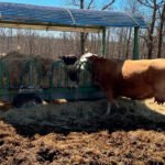 El Ministerio de Agricultura constata un ligero aumento de la superficie y número de animales con ayudas asociadas de la anterior PAC