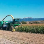 La situación a la baja de los precios lastra el crecimiento del maíz en Extremadura, cuyo número de hectáreas sólo crece un 3% respecto a 2023