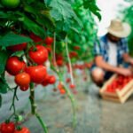 Andalucía quiere crear el primer Biodistrito: una zona geográfica para el desarrollo de mercados de proximidad ligados a la Producción Ecológica
