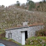 Las bodegas confirman que no van a comprar uva este año en la DO Ribeira Sacra por los excedentes acumulados