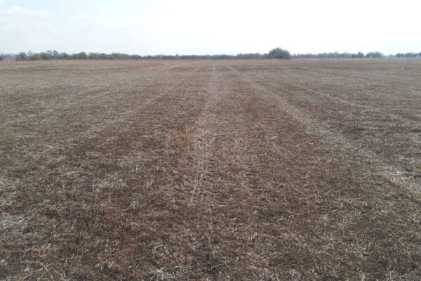 Malezas: antes de que lleguen las lluvias, un barbecho corto para frenarlas de raíz