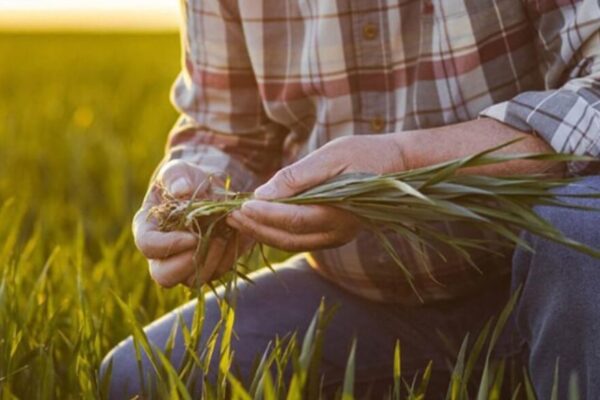 Qué son los bioestimulantes: los insumos que revolucionan la agricultura moderna