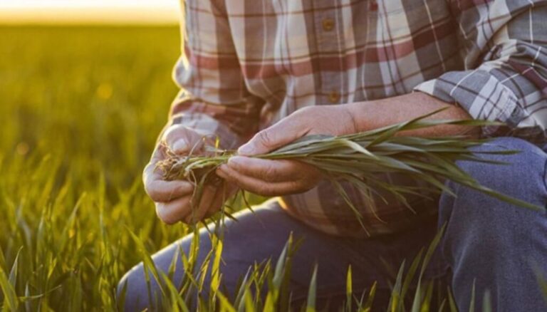 Qué son los bioestimulantes: los insumos que revolucionan la agricultura moderna