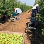 Los productores de fruta de pepita prevén una caída del 30% en la producción de pera conferencia en Lleida pero de mucha calidad
