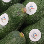 La campaña del aguacate valenciano acaba con un 50% más de producción y precios dignos pero con demasiados robos en el campo