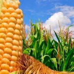 La campaña de maíz extremeña mantiene unos rendimientos medios por hectárea pero con los precios a la baja