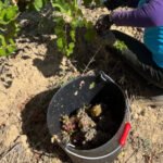 La CE prorrogará tres años las autorizaciones de plantación de viñedo no utilizadas ante las perturbaciones del mercado