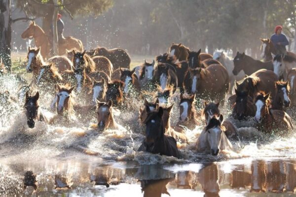 Criar caballos, un sentimiento: “A diferencia de otras ganaderías, con este animal hay que ser un equipo”