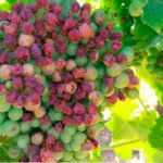Las heladas, pedrisco y sequía ya han afectado este año a más de 200.000 hectáreas de viñedo, la mitad de la superficie asegurada Las heladas, pedrisco y sequía ya han afectado este año a más de 200.000 hectáreas de viñedo, la mitad de la superficie asegurada