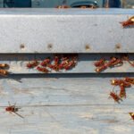 El avispón oriental hace su agosto: alertan de su fuerte expansión que acaba con todos los insectos, incluidas las abejas y sus colmenares El avispón oriental hace su agosto: alertan de su fuerte expansión que acaba con todos los insectos, incluidas las abejas y sus colmenares