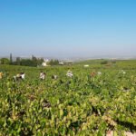 Ven urgente que se cubran los costes de producción en la vendimia de 2024 que puede situarse por debajo de los 30 millones de hectólitros