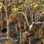 Finaliza la campaña del girasol cordobesa con una reducción de superficie continuada por la falta de rentabilidad