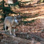 Unión de Uniones vuelve a protestar en Madrid ahora ante la CE para exigir una gestión racional del lobo y la protección de la ganadería