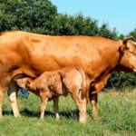La huelga de entregas de carne certificada gallega suma más apoyos: Criadores de Raza Rubia se suman por los bajos precios y los altos costes