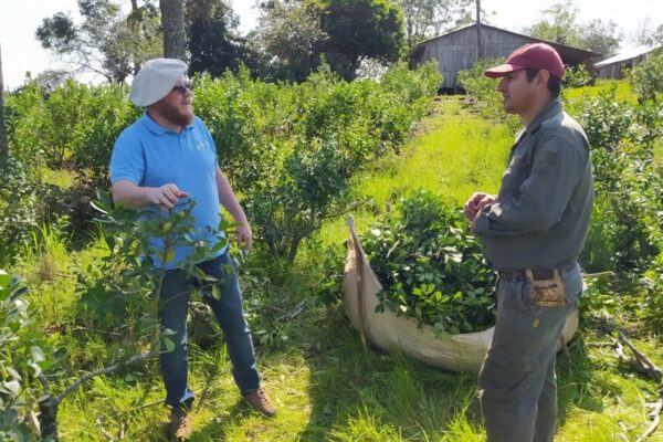 En Misiones, restauran la selva con el aporte productivo de la yerba mate
