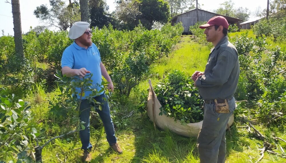 En Misiones, restauran la selva con el aporte productivo de la yerba mate