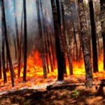 Prácticamente uno de cada cuatro incendios forestales esclarecidos el pasado año había sido intencionado