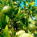Prevén un ligero aumento de la cosecha de cítricos, aunque será la tercera con menos producción de este siglo