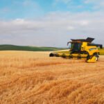 La producción mundial de cereales alcanzará nuevos récords este año con un comercio convulso por el alza del consumo o el clima