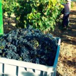 La calidad de la uva, clave en el inicio de la vendimia 2024 de la DO Navarra donde se espera un 9% menos de producción