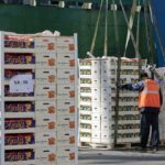 La frustración de todo un sector: este año se duplican las interceptaciones de cítricos importados con plagas o enfermedades La frustración de todo un sector: este año se duplican las interceptaciones de cítricos importados con plagas o enfermedades