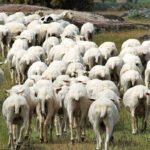 Detectado un foco de lengua azul en una explotación de 600 ovejas en Montanuy un día después de incluir a Huesca en las zonas restringidas