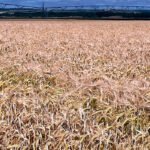 El mercado cerealista continúa parado al no ver atractivos los precios en la lonja del Ebro mientras se anima la demanda de las almendras