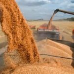 Los maiceros extremeños perderán26 millones al caer los precios por las importaciones: «»Los agricultores no podemos ser los que sostengamos la guerra en Ucrania»
