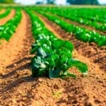 Aprobada otra de las 43 medidas pactadas: El Gobierno aprueba las nuevas normas para favorecer la nutrición sostenible de los suelos agrarios