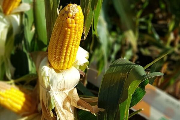 Mercado de semillas: GDM comenzó la integración del negocio de maíz de KWS