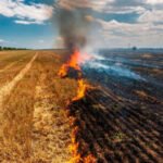 Después de ocho años de espera, luz verde a la autorización para la quema controlada de rastrojos en Extremadura