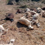 Una treintena de ovejas fallecen intoxicadas en Benifaió (Valencia) tras beber agua estancada en un paraje forestal