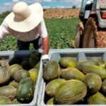 El paro en la agricultura cae el 1,68% en julio hasta los 89.763 desempleados y la afiliación al Sistema Especial Agrario lo hace un 5,8%