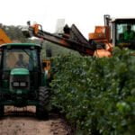 Prevén precios históricos en la uva para cava debido a la escasez por la sequía: Codorníu ofrecerá un precio medio de 0,80 €/kg, un 30% más