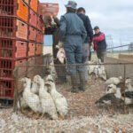 Preocupación contenida: Detectado el primer caso de gripe aviar en Francia desde enero en una granja de Bretaña